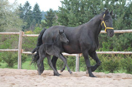 Vymyslete jméno pro právě narozené hříbě