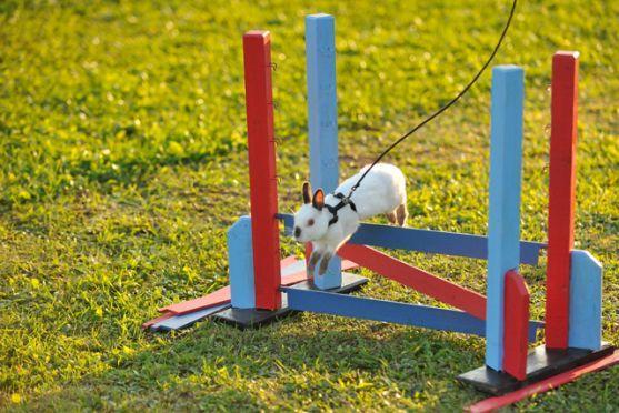 Králíci z Broumova uspěli na Grand Prix v Poděbradech