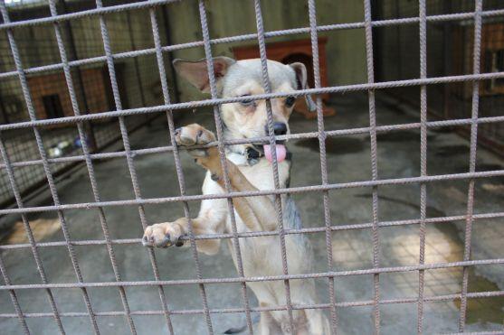 V broumovském psím útulku čeká na nové majitele dvanáct psů