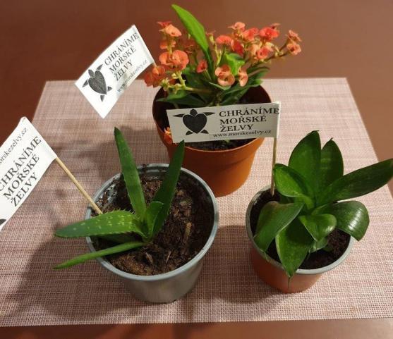 Sestry Kulichovy pomáhají želvám na Borneu, přidejte se i vy! 