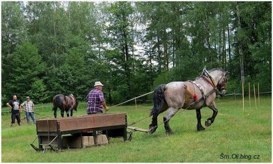 V Martínkovicích soutěžili koně ve třech disciplínách