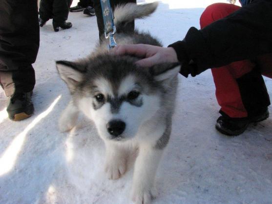 Změna místa závodům psích spřežení neuškodila. Naopak!