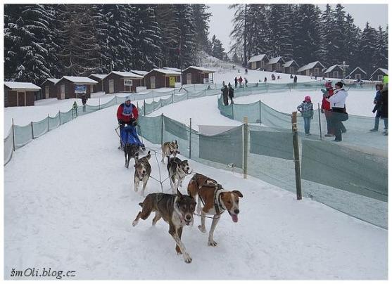 O víkendu běhali na Janovičkách sibiřští husky, aljašští malamuti, samojedi či grónští psi