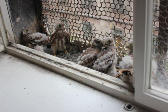 Místo narození: broumovský klášter