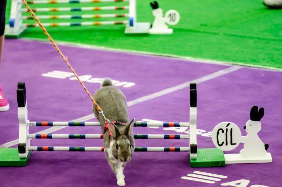 Sportovní disciplína Králičí hop bude mít své závody v Broumově