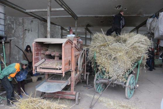 V Martínkovicích se mlátilo obilí postaru