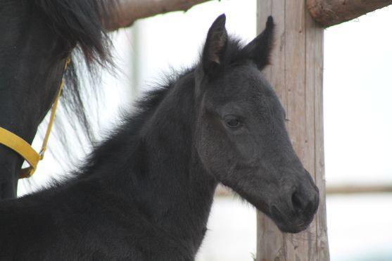 Vymyslete jméno pro právě narozené hříbě
