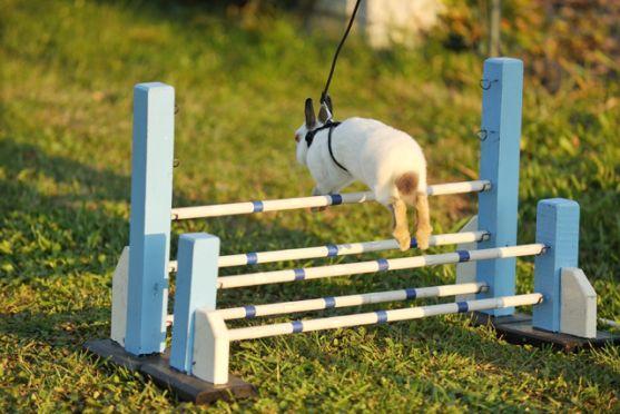 Králíci z Broumova uspěli na Grand Prix v Poděbradech