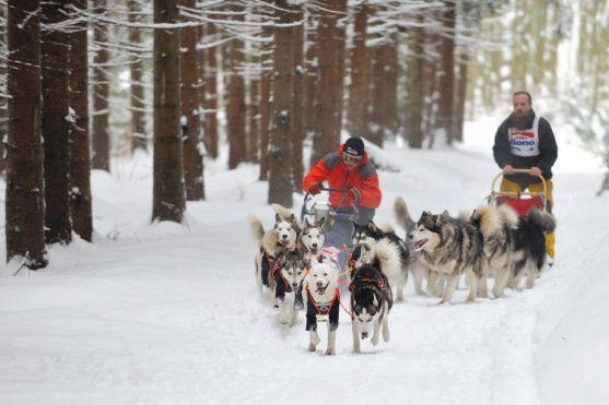 Na závody psích spřežení se na Janovičky u Broumova přišlo podívat 3 000 diváků