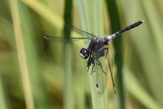 Černé jezírko a vážky ze Sibiře