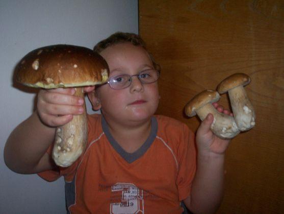 Houbová krása z lesů Broumovska