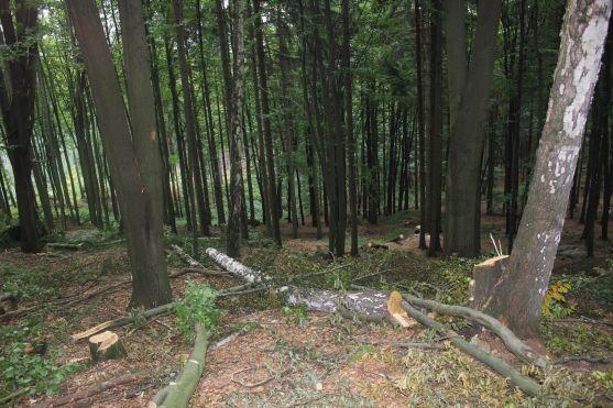 Turistická cesta z Křinic na Hvězdu je poničená těžbou dřeva. Lesy ČR slíbily nápravu 