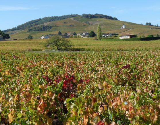 Pečená husa versus kohout na víně aneb Čecha prezervativy nepotěší 