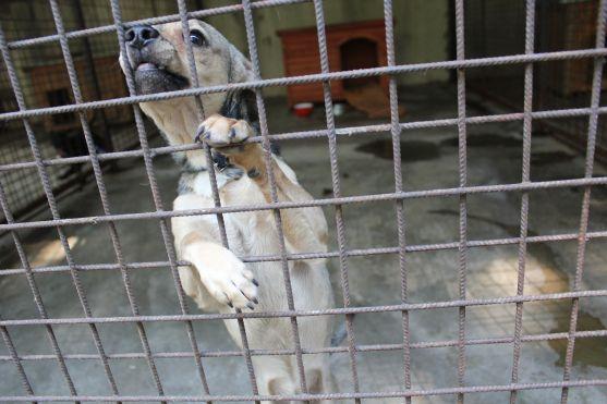 V broumovském psím útulku čeká na nové majitele dvanáct psů