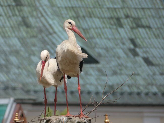Symbol štěstí na broumovském náměstí