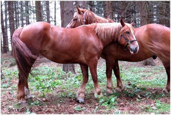 V Martínkovicích soutěžili koně ve třech disciplínách