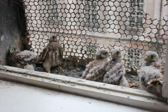 Místo narození: broumovský klášter