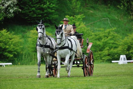 Jiří Nesvačil se stal vítězem v kategorii dvojspřeží při mezinárodních závodech koňských spřežení v Polici nad Metují