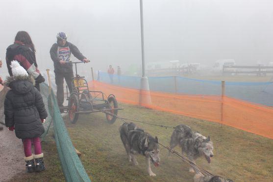 Letos se se psy běhalo a jezdilo na kárách, koloběžkách a kolech
