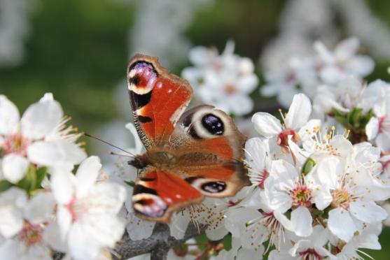 Včerejší zimní pohádka na Ruprechtickém Špičáku