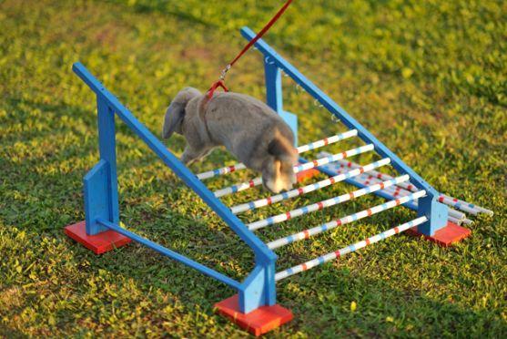 Králíci z Broumova uspěli na Grand Prix v Poděbradech