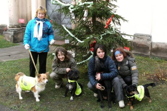 O pět zanedbaných psů z mediálně známého příběhu z Vysočiny se stará broumovský útulek