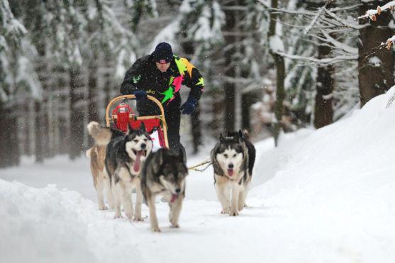 Na závody psích spřežení se na Janovičky u Broumova přišlo podívat 3 000 diváků