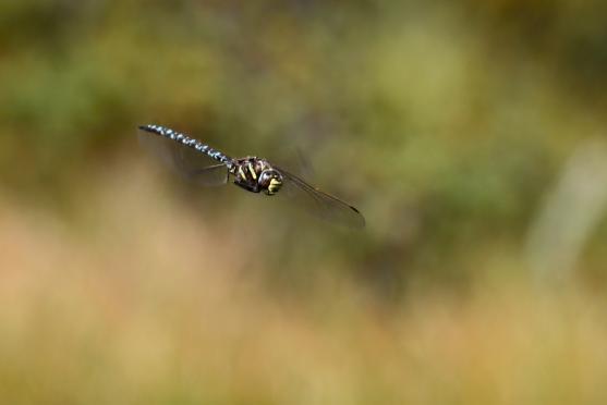 Černé jezírko a vážky ze Sibiře
