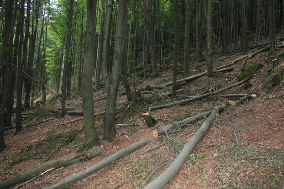 Turistická cesta z Křinic na Hvězdu je poničená těžbou dřeva. Lesy ČR slíbily nápravu 