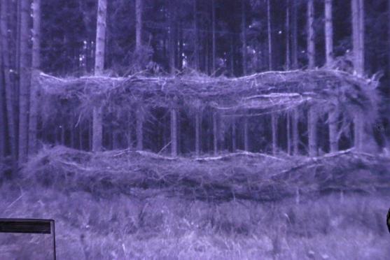 Na výstavě Petra Stibrala se návštěvník ocitá uprostřed lesa 