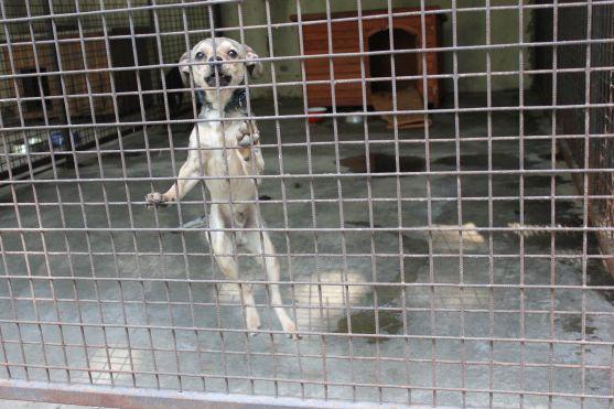 V broumovském psím útulku čeká na nové majitele dvanáct psů