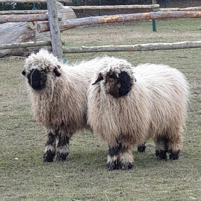 Farma Wenet uvítá pomoc. Staňte se adoptivním rodičem zvířat! 