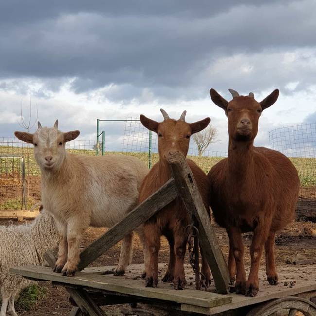 Farma Wenet uvítá pomoc. Staňte se adoptivním rodičem zvířat! 