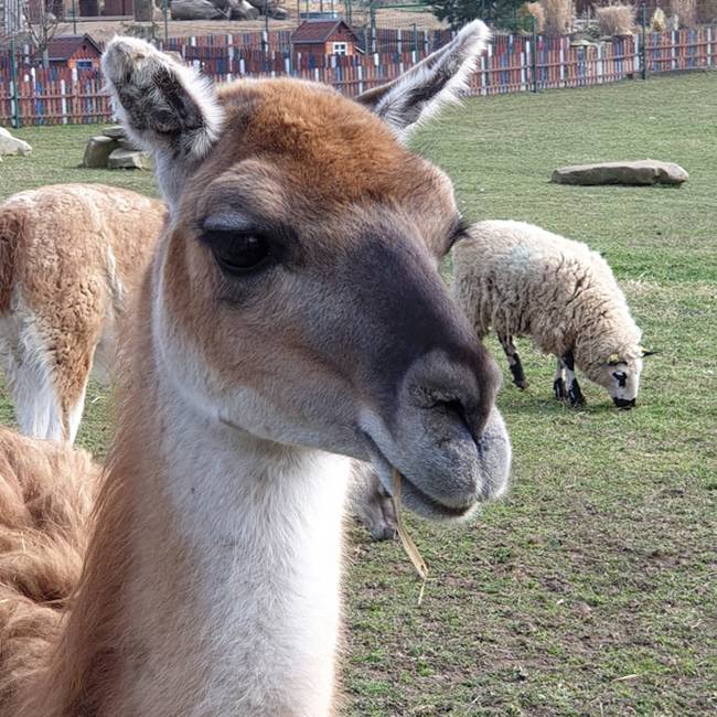 Farma Wenet uvítá pomoc. Staňte se adoptivním rodičem zvířat! 