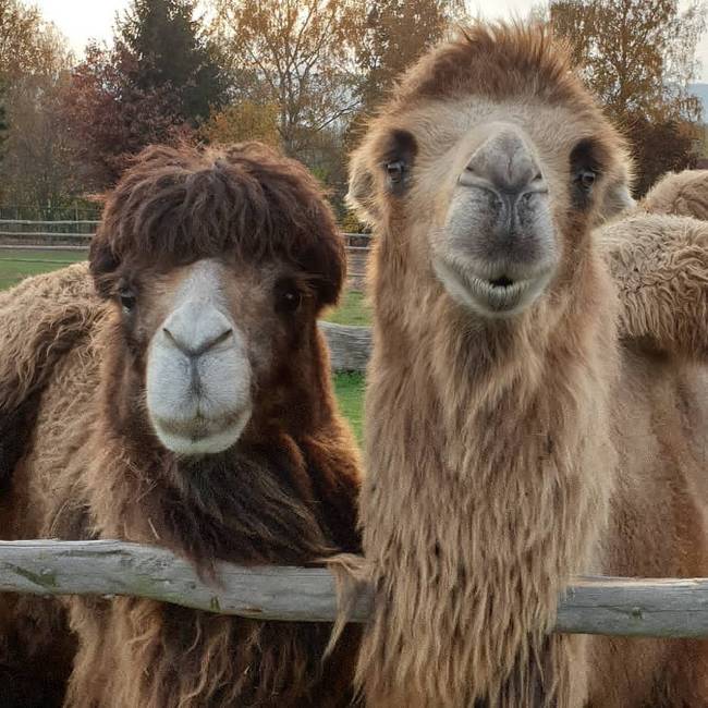 Farma Wenet uvítá pomoc. Staňte se adoptivním rodičem zvířat! 