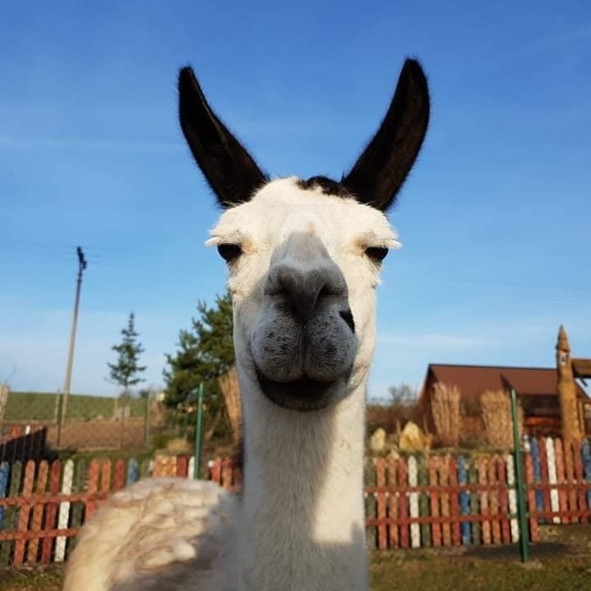 Farma Wenet uvítá pomoc. Staňte se adoptivním rodičem zvířat! 