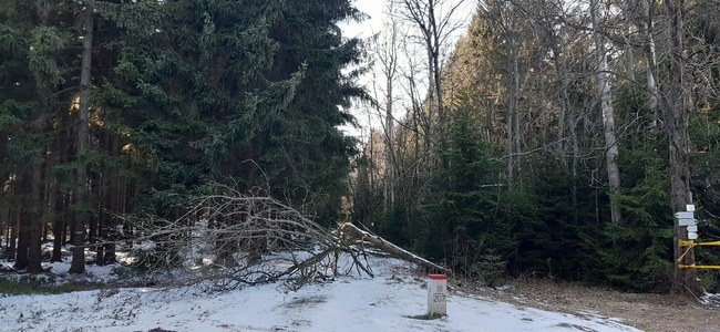 Pokácené stromy, bariéra zeminy, nepřetržitý dohled. Tak to v těchto dnech vypadá nejenom na hraničním přechodu Janovičky 