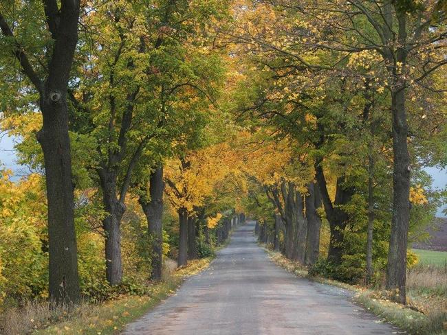 Šonovská javorová alej je druhá nejkrásnější v kraji 