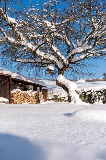 Jabloň u Lidmanů soutěží o titul Evropský strom roku 