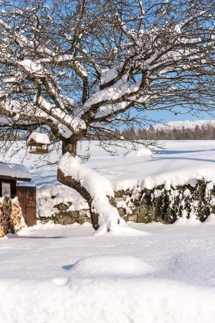 Jabloň u Lidmanů soutěží o titul Evropský strom roku 