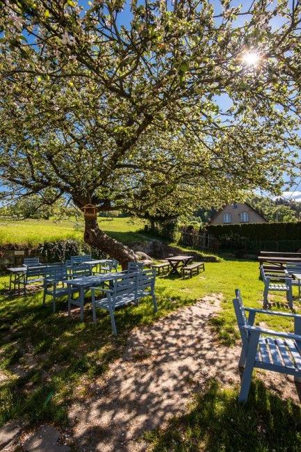 Jabloň u Lidmanů soutěží o titul Evropský strom roku 