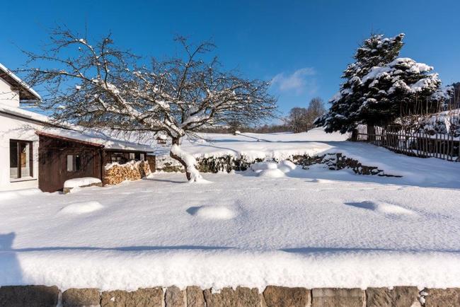 Jabloň u Lidmanů soutěží o titul Evropský strom roku 