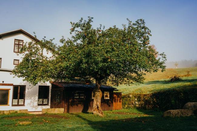 Jabloň u Lidmanů soutěží o titul Evropský strom roku 