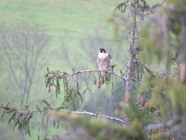 Sokolí rekord na Broumovsku: vyvedli tu 14 mláďat