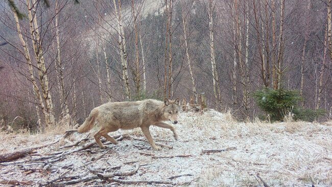 V případě problémových vlčích jedinců stát vyslal dobrý signál