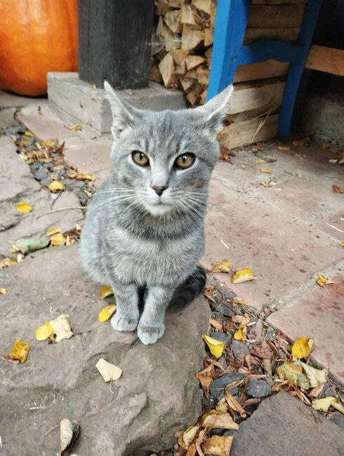 Stále nacházíme zubožená zvířata