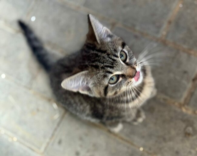 Stále nacházíme zubožená zvířata