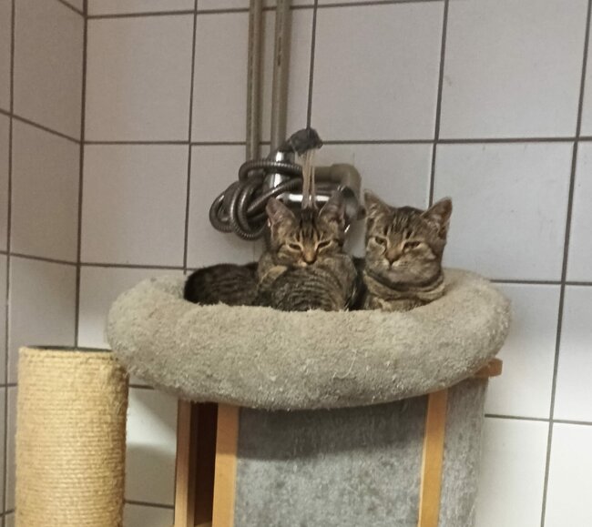 Stále nacházíme zubožená zvířata