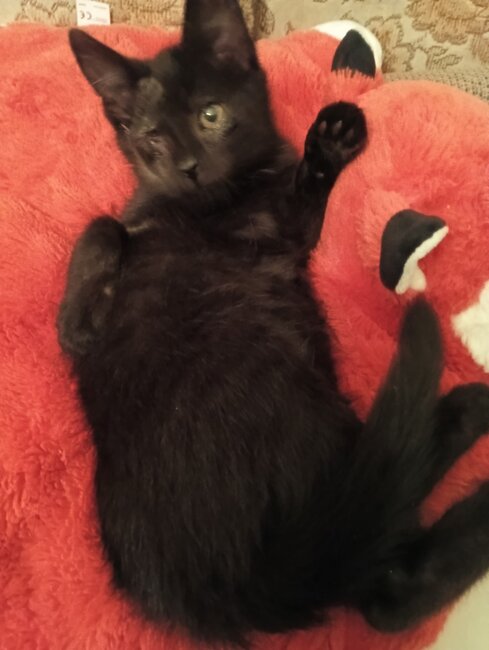 Stále nacházíme zubožená zvířata