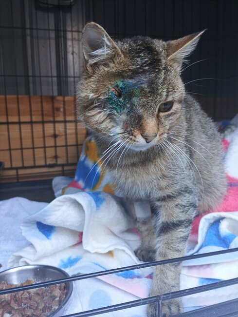 Stále nacházíme zubožená zvířata